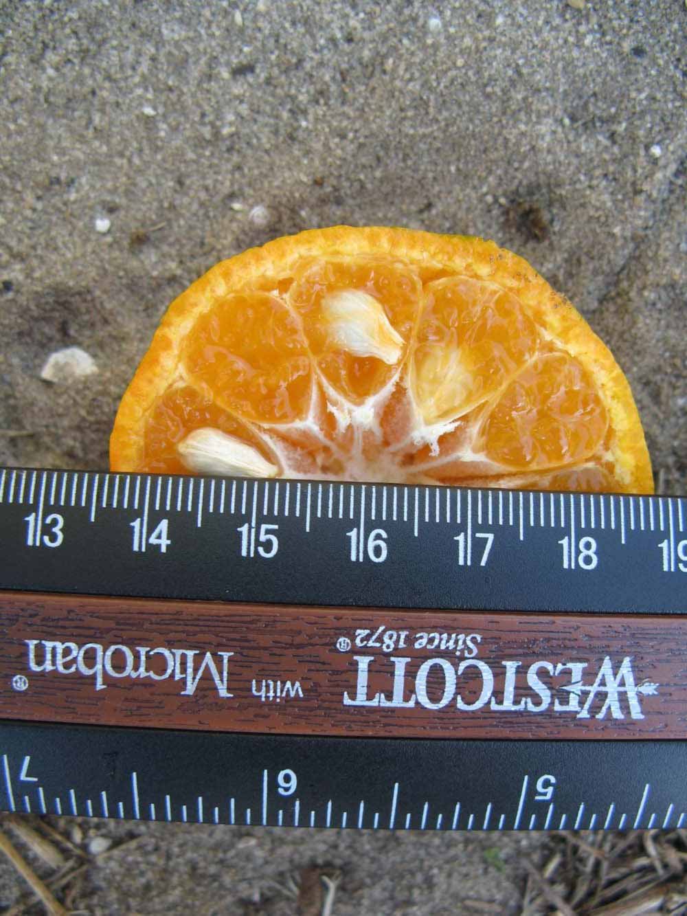              Fruit cross-section (Winter Haven, FL)       